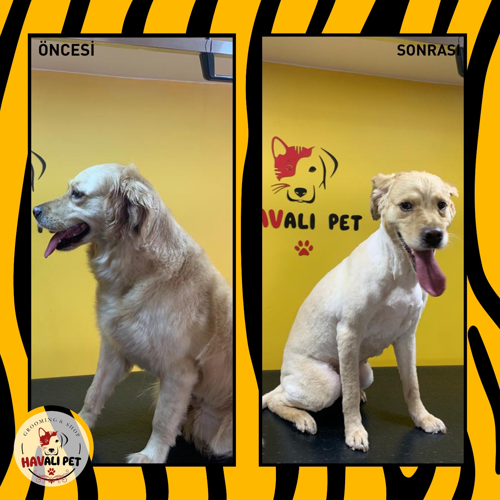 Köpek Tıraşı