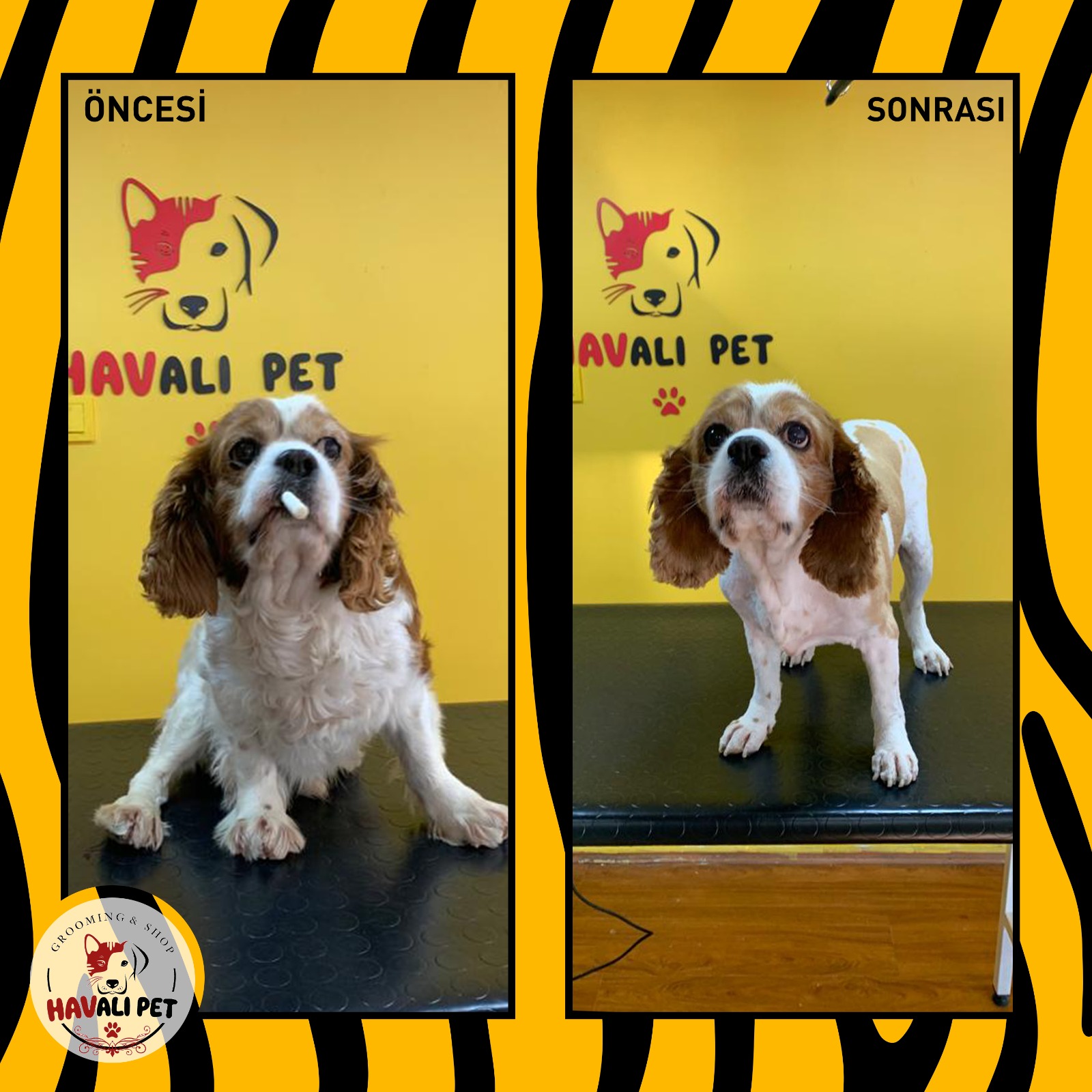 Köpek Tıraşı